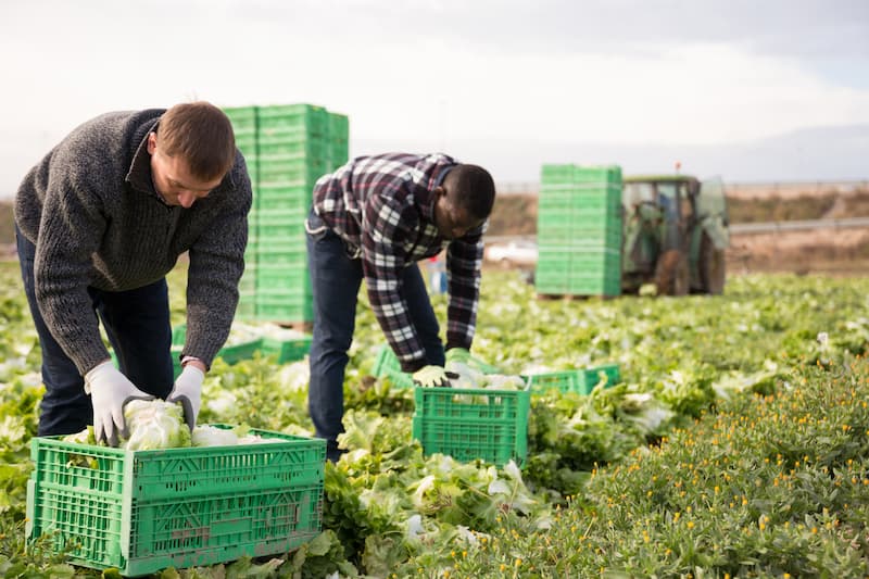 farming plastic storage boxes