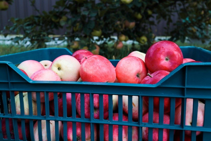 storing grown crops in food safe plastic baskets